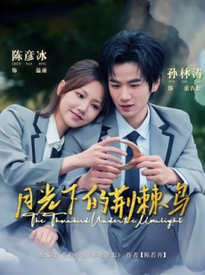 短剧《月光下的荆棘鸟》80集短剧全剧免费在线赏鉴