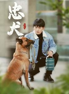 短剧《忠犬》34集短剧蓝光画质独家免费放送