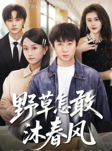 短剧《野草怎敢沐春风》61集短剧在线高清全集速看