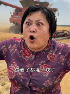 短剧《麦熟见人心》41集短剧高清全集免费畅看