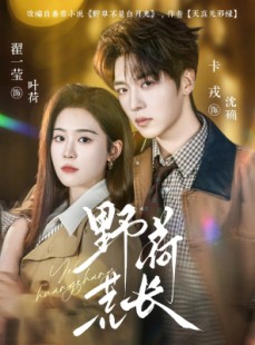 短剧《野荷荒长》86集短剧在线解锁全集不卡顿