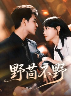 短剧《野茴不野》67集短剧免费在线追完大结局