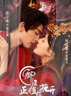 短剧《卿归正值榕花开》70集短剧完整版免费观看