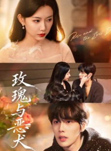 短剧《玫瑰与恶犬》80集短剧免费观看完整版剧情