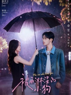 短剧《被雨淋湿的小狗》80集短剧超清画质免费在线看