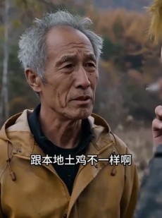 短剧《高山走地鸡》53集短剧在线免费看大结局版
