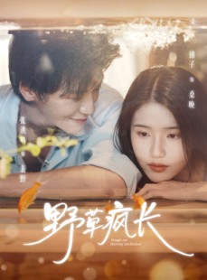 短剧《野草疯长》71集短剧完整版免费畅享观看