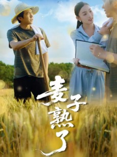 短剧《麦子熟了》52集短剧全集高清免费流畅播放