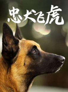 短剧《忠犬飞虎》33集短剧1080P在线免费看