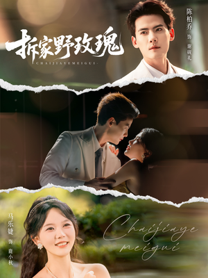 拆家野玫瑰（80集）短剧大结局超前点映