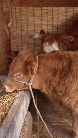 犊牛怨灵(42集) 犊牛怨灵(42集)短剧全系列免费畅享