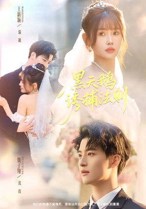 黑天鹅诱捕法册（80集）短剧超清全集在线看